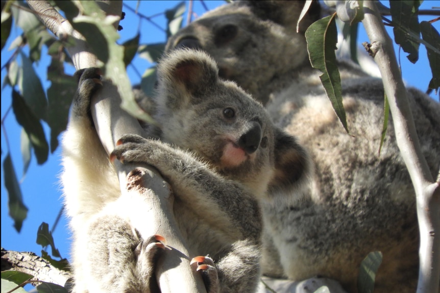 A koala sitting in a tree