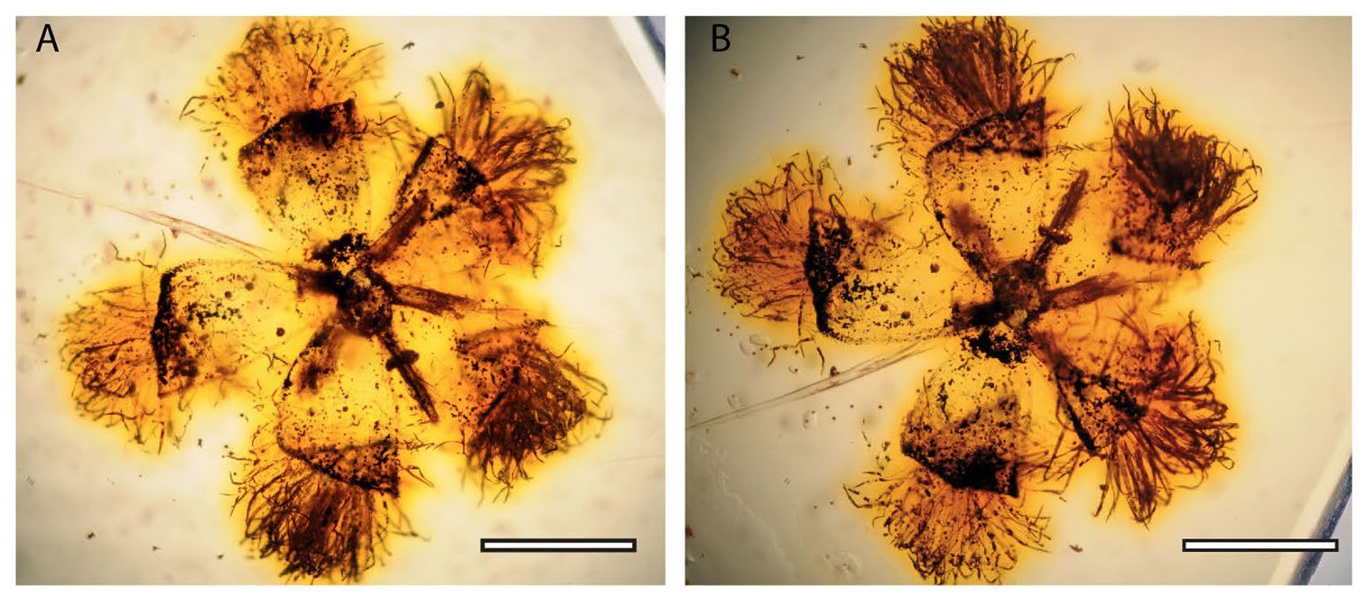 Icacinanthium tainiaphorum flower fossils.