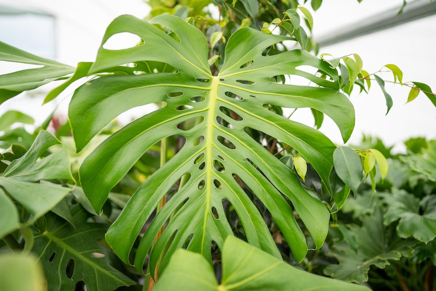 A large indoor plant leaf. 