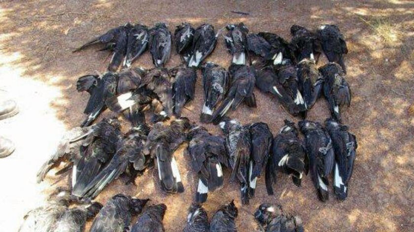 Dead cockatoos at Hopetoun