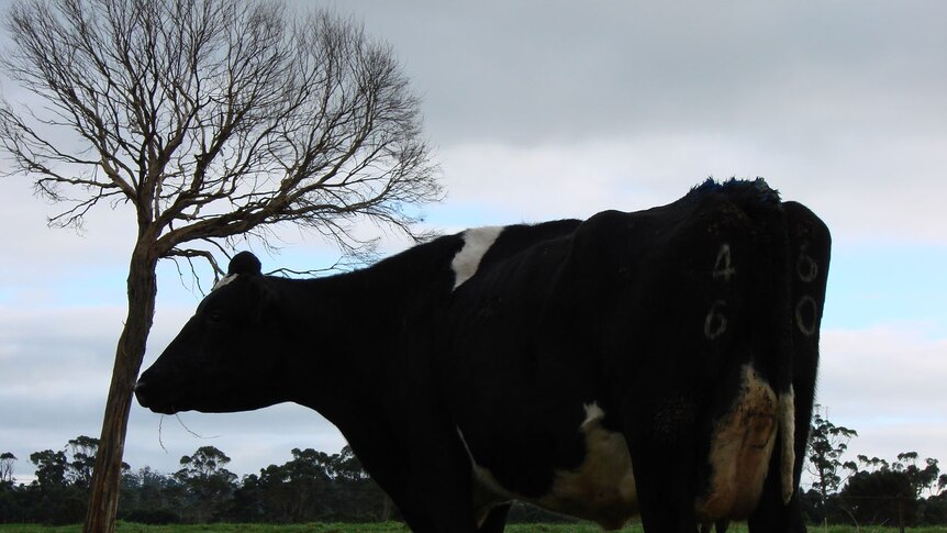 Biological farming at Broadmeadows, Tasmania.