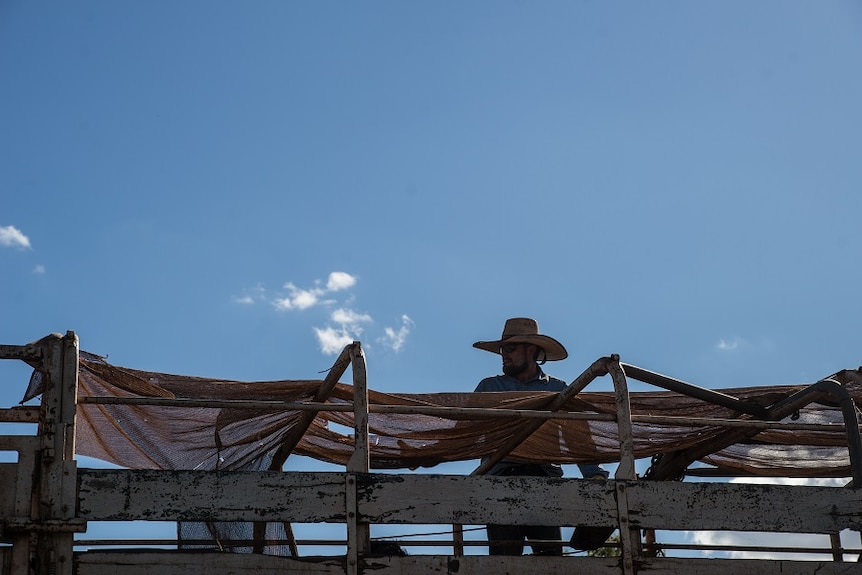 A man stands on a truck carrying buffalo.