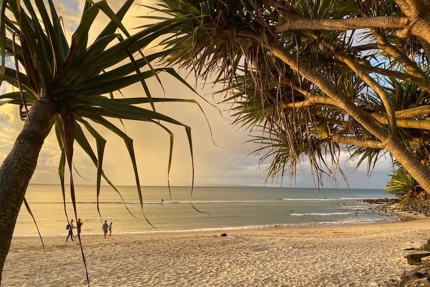 Beach with soft golden light and pandanus palms.