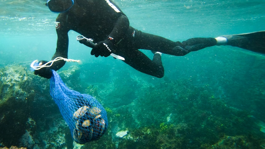 Underwater shot of free diver holding a large flat knife and a net bag full of abalone