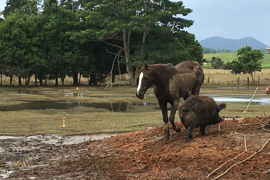 Tilly the horse reunited with Spooky the pig