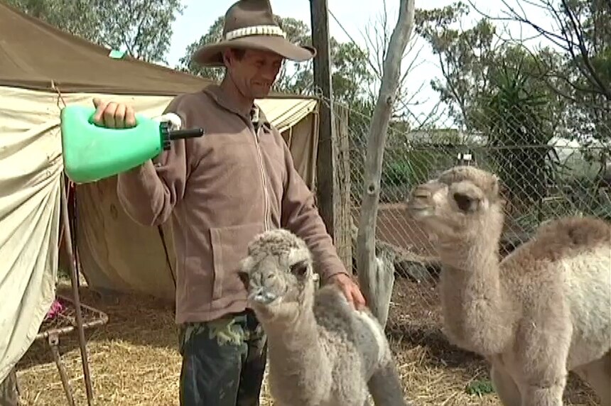 Caring for two baby camels