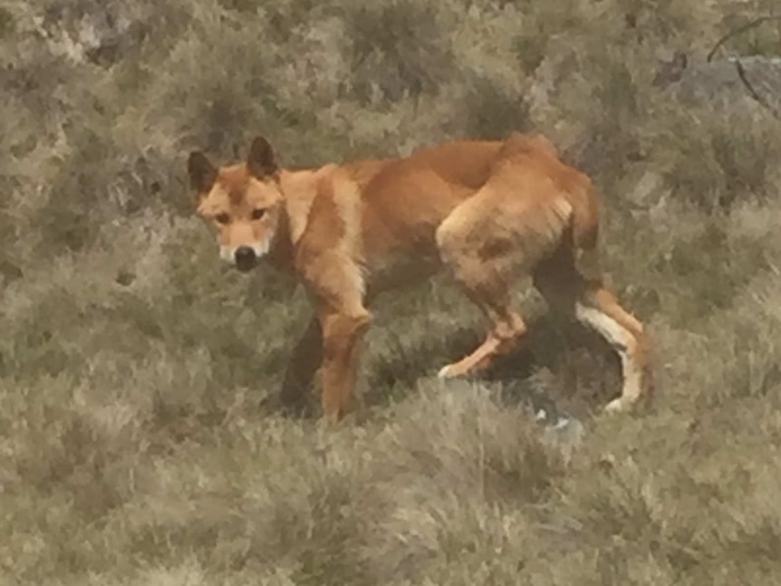A tan-coloured wild dog in the scrub.