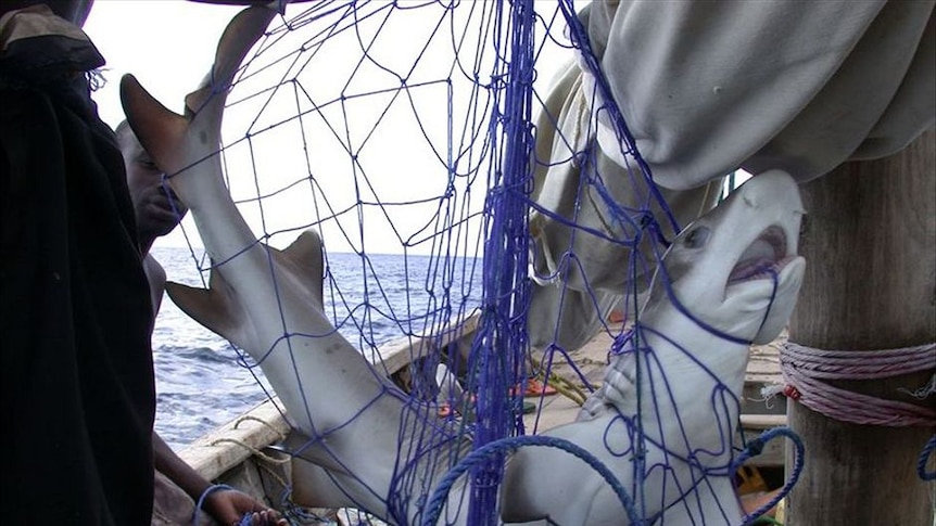 shark in net