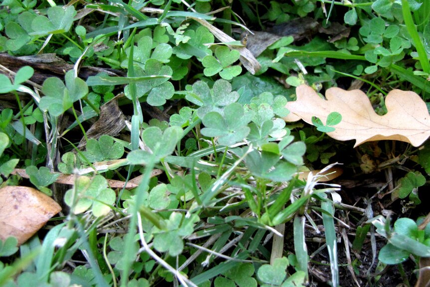 The heart-shaped leaves of the wood sorrel plant.