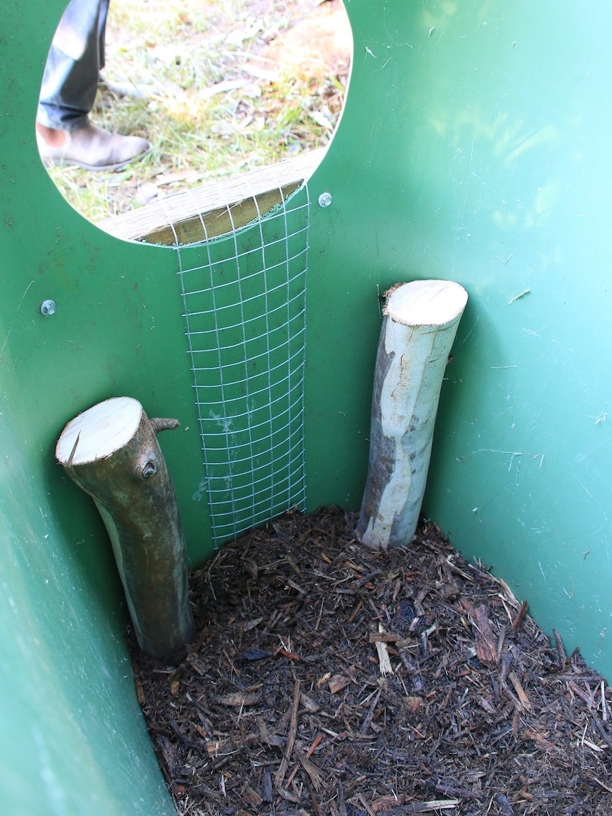 Logs to chew on, mesh for a ladder and woodchips for nesting material have been placed inside the trial nesting bins