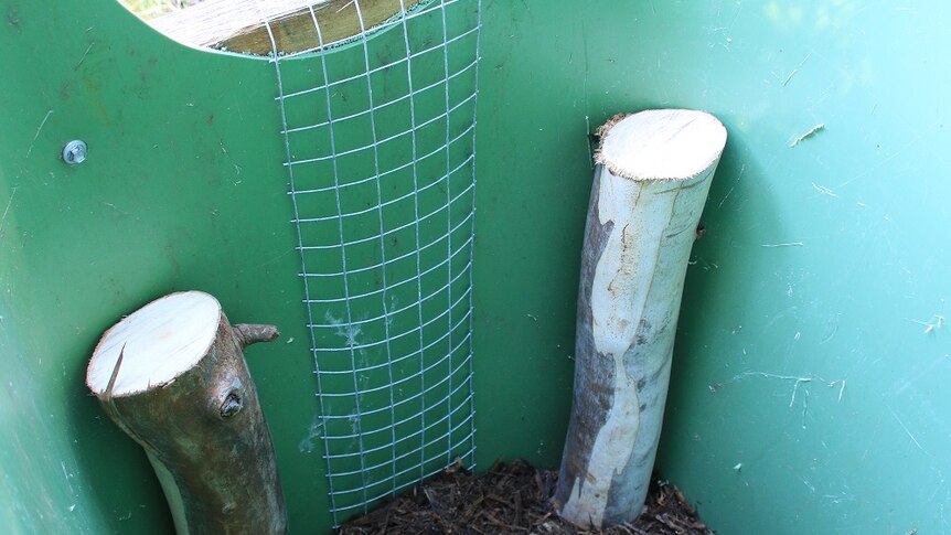 The interior of the bin has two logs, woodchips and mesh as a ladder.
