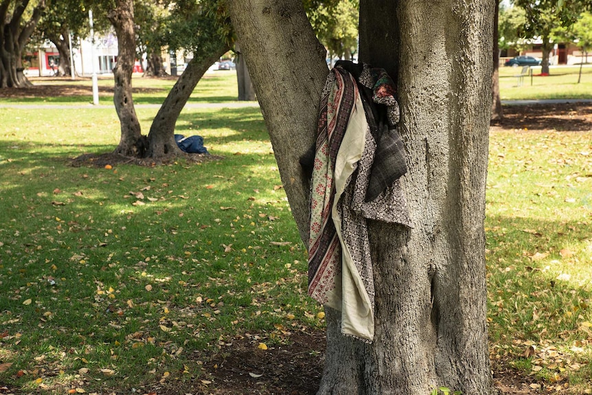 A blankets is wedged into the trunk of a tree