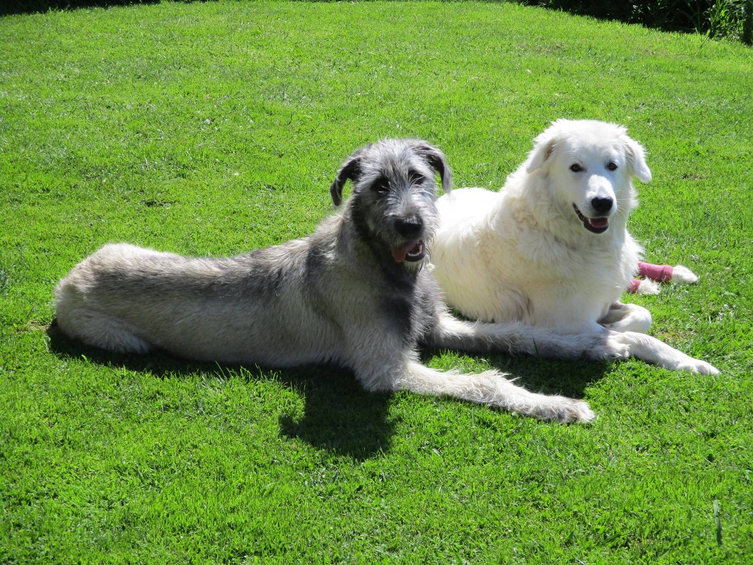 A grey Irish wolfhound and a white Maremma dog lie in a yard of green grass.