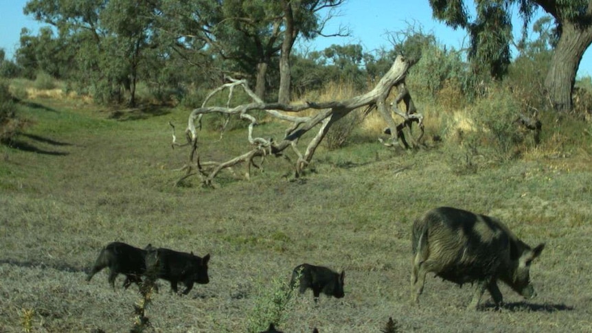 A feral pig sow with three piglets