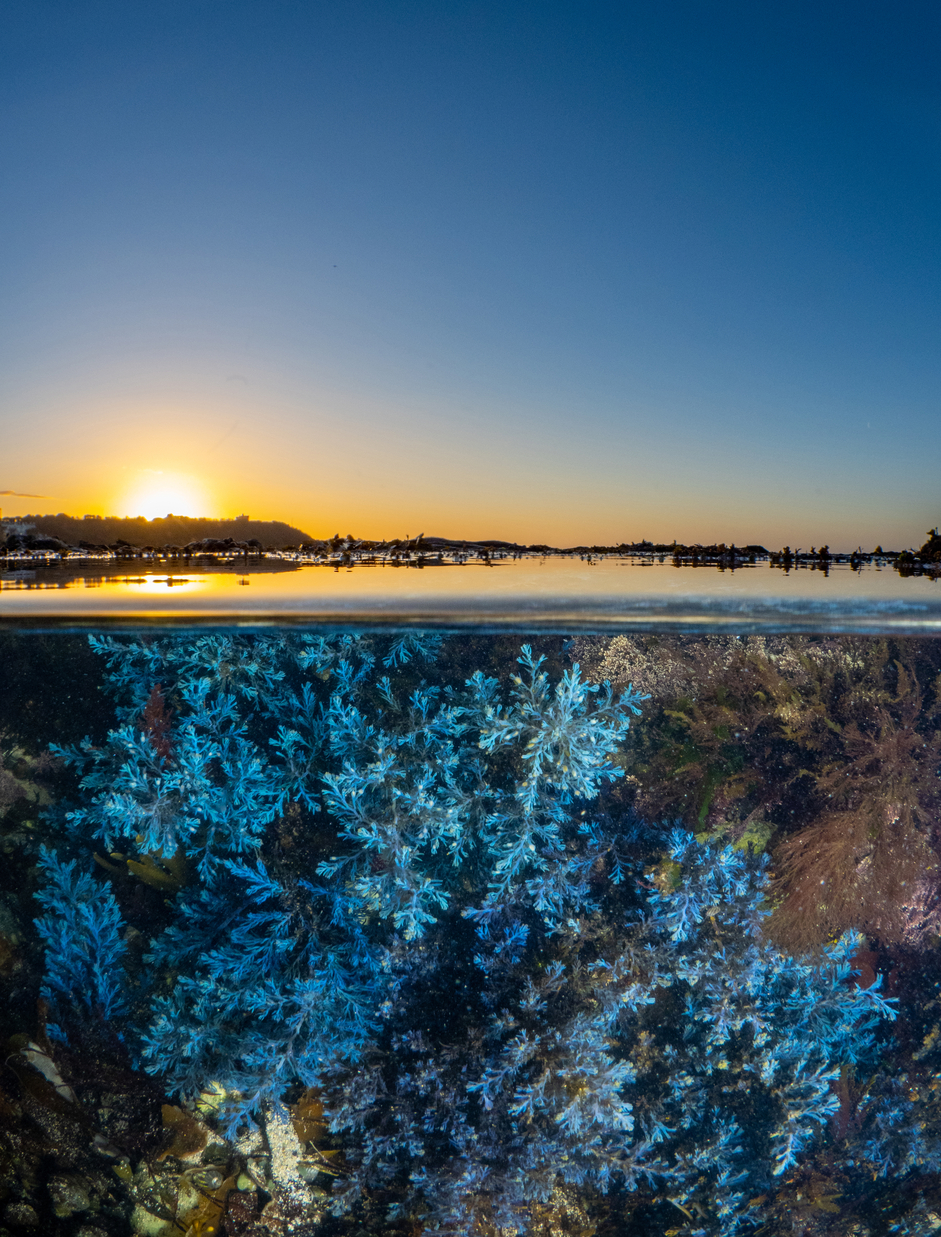 A photo of seagrass at sunrise