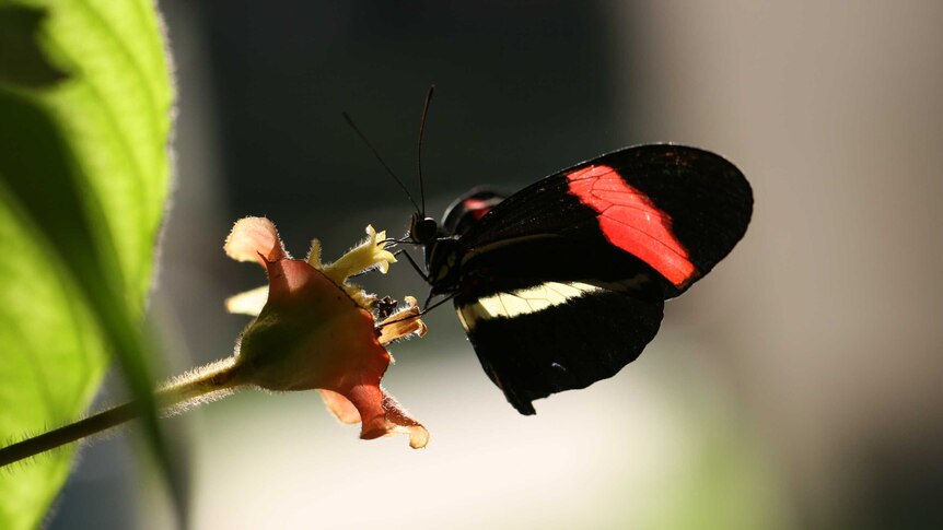 A butterfly feeds on a flower in Panama.