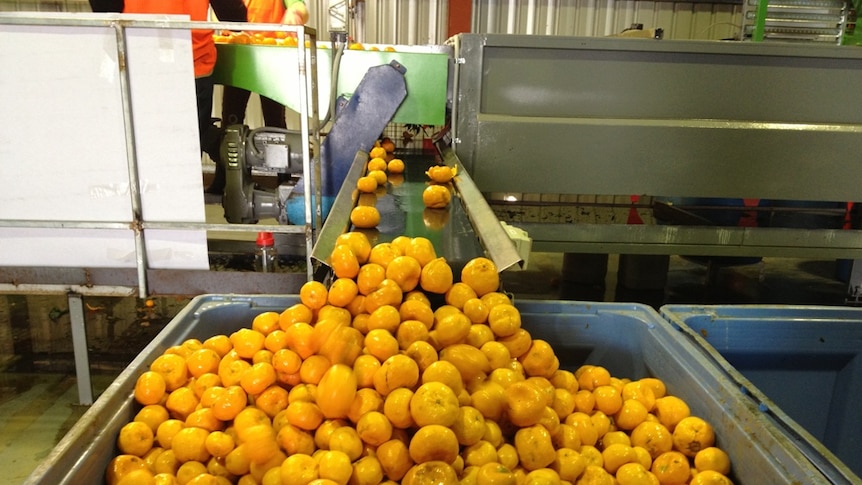 Riverland citrus packing shed