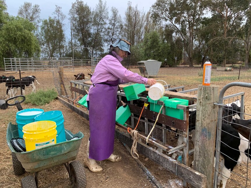 A woman uses plastic buckets to feed calves on a farm