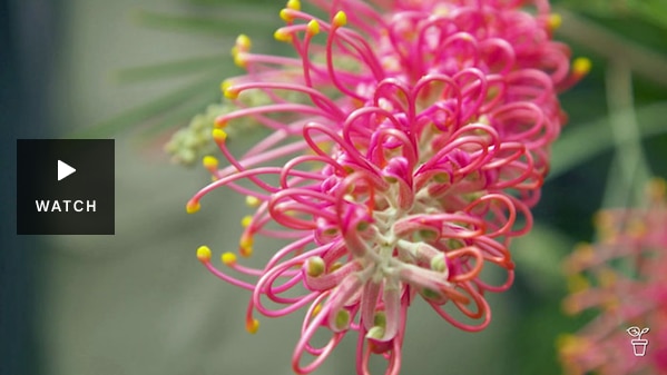 Close up of a pink grevillea flower. Has Video
