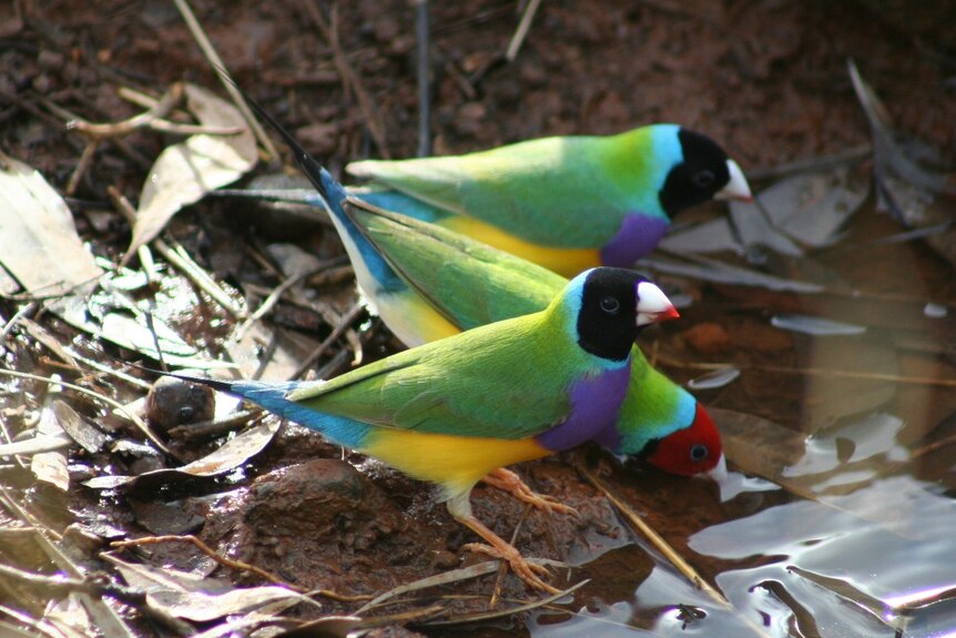 Gouldian Finches drinking