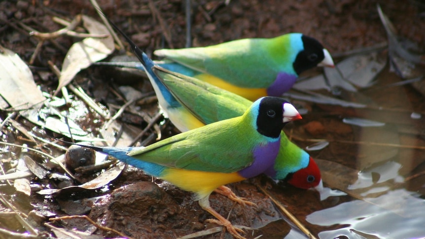 Gouldian Finches drinking