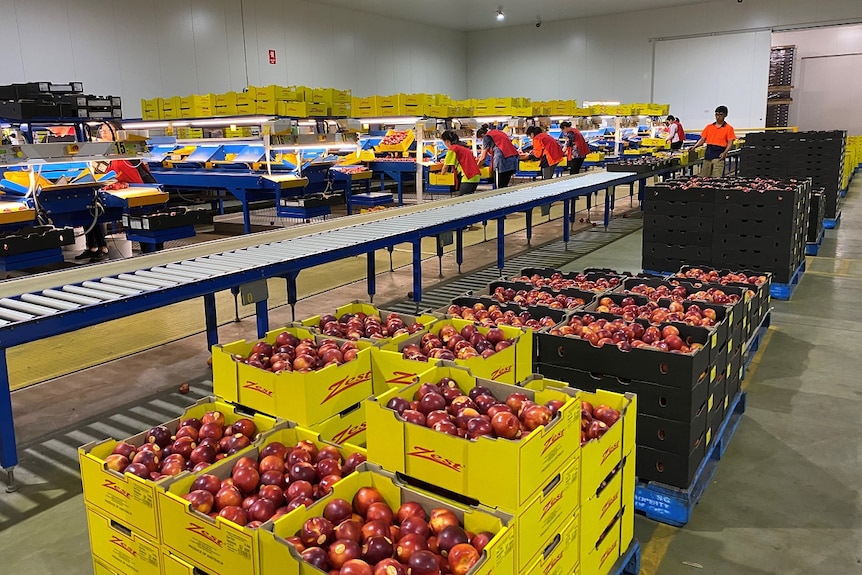 Women and man working on packing band sorting nectarines in boxes in a packing shed.