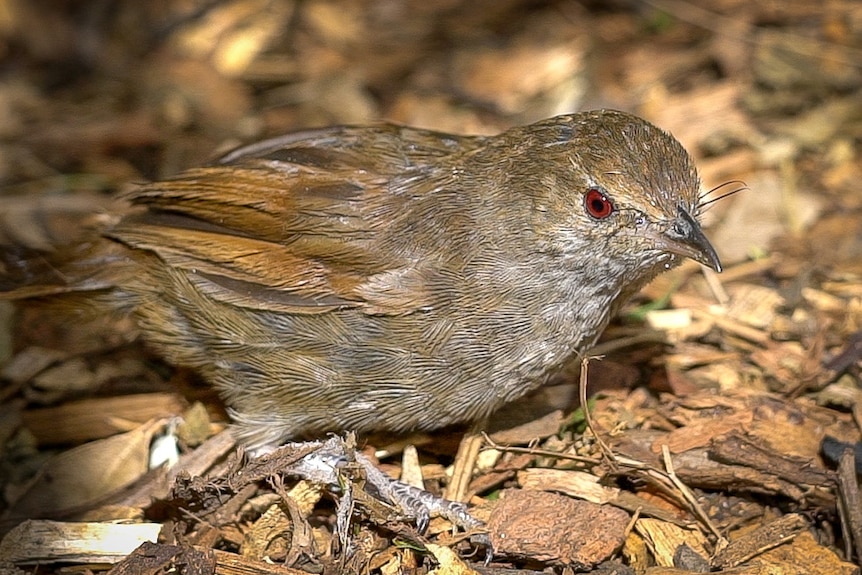 A small brown bird sitting in bark chips.