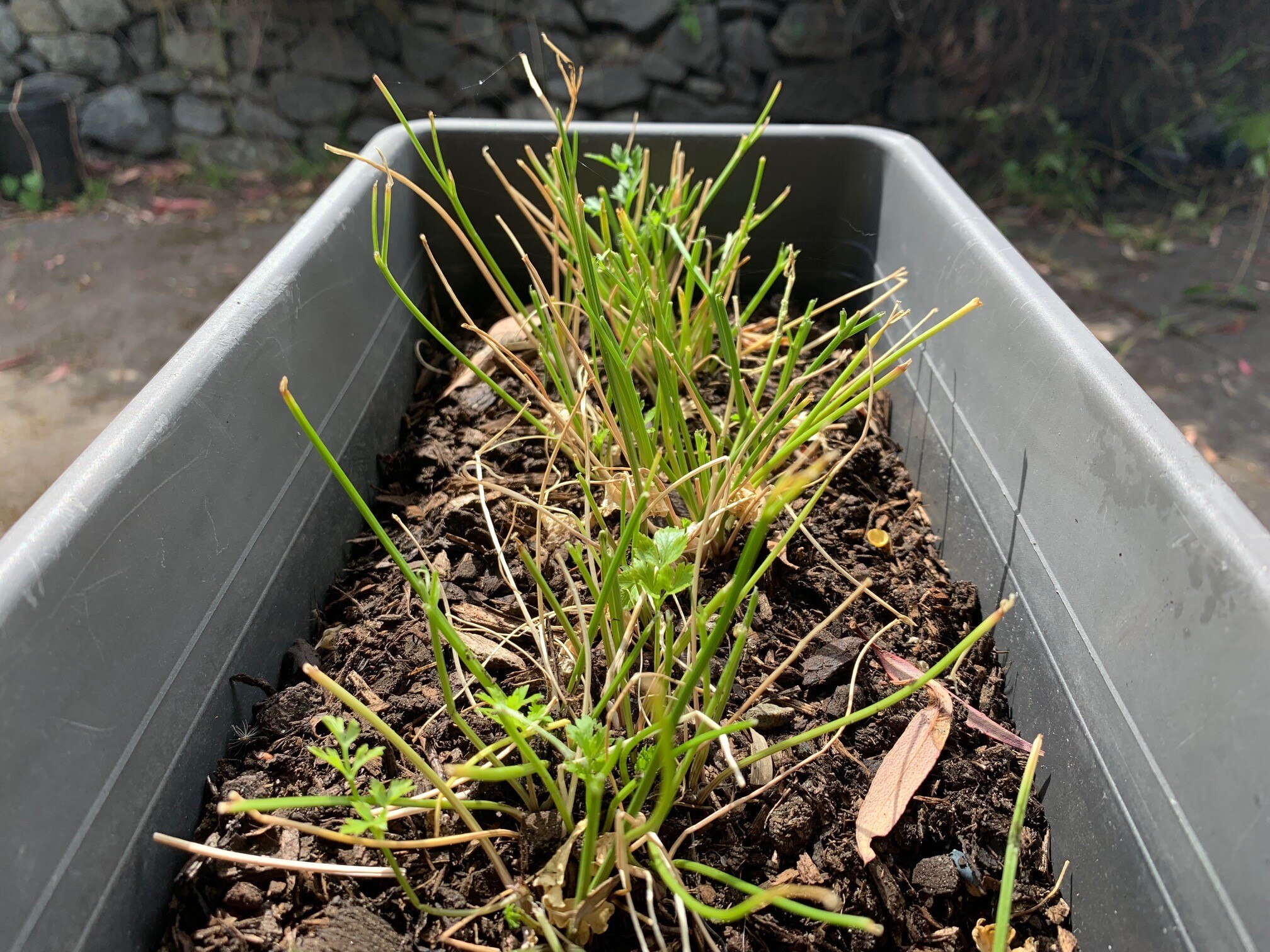 How to garden around possums in your backyard. Hint…