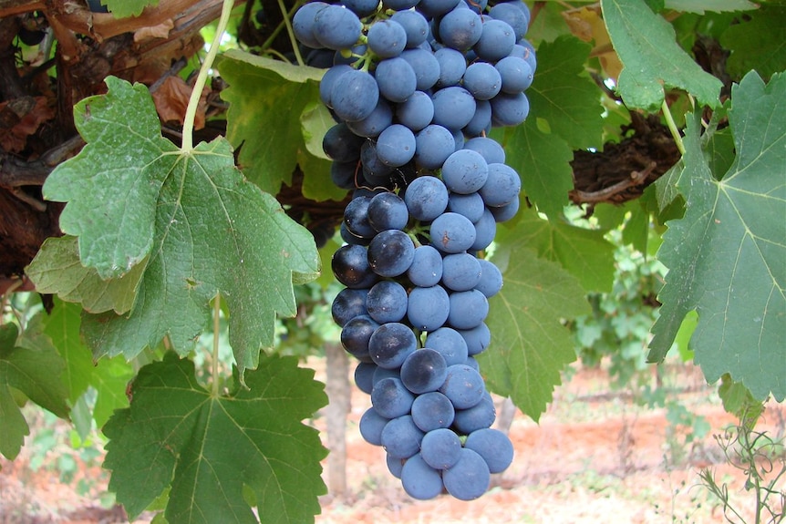 Demand for more red winegrape varieties