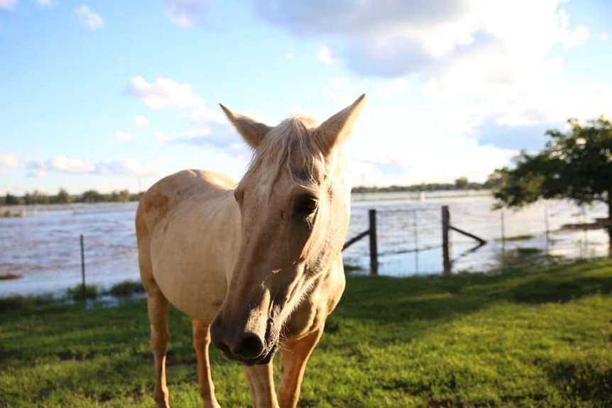 A Texas sign with flooding in the background.