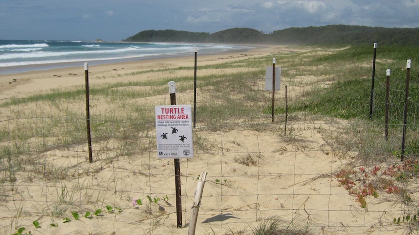 Sign warning of endangered turtle nest in sand dunes south of Sawtell, NSW.