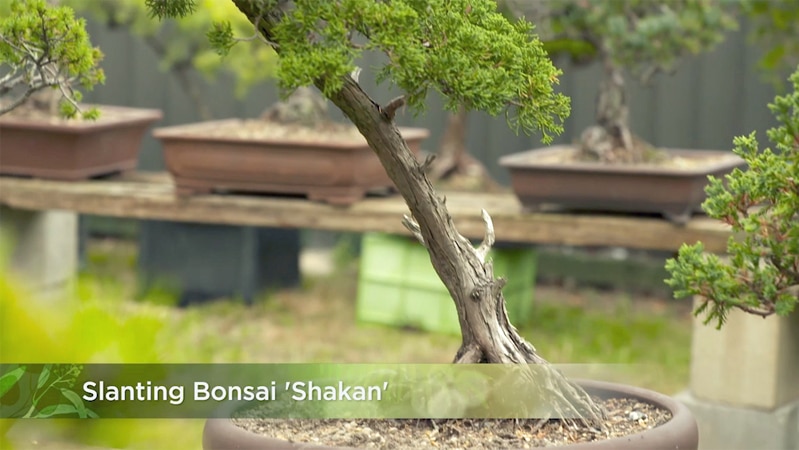 Bonsai Slanting Image