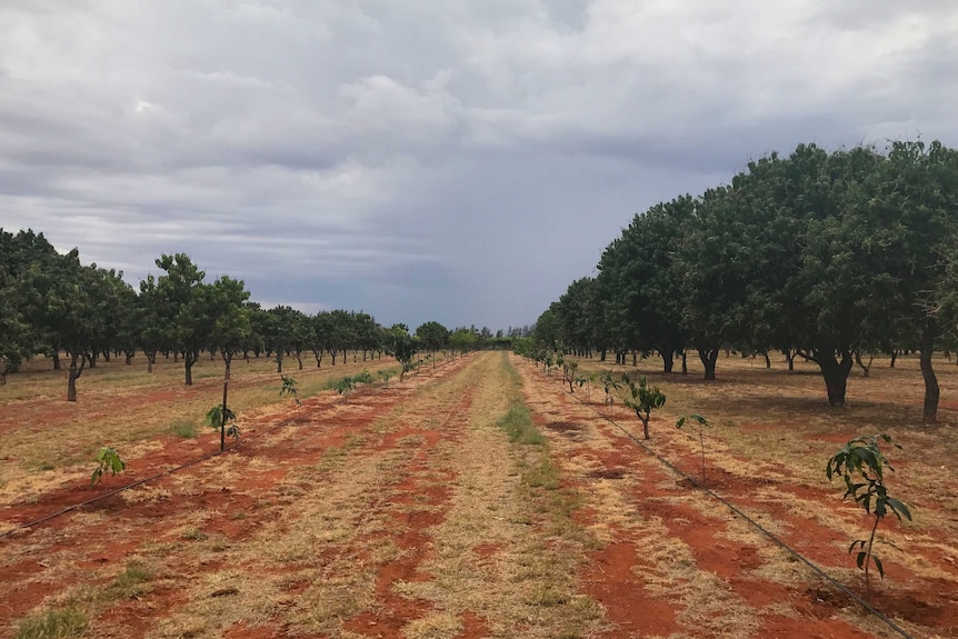 Small mango trees surrounded by larger ones on red dirt.
