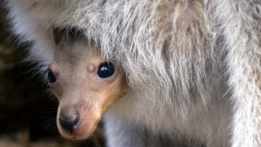 Most of the joey's development occurs after birth.