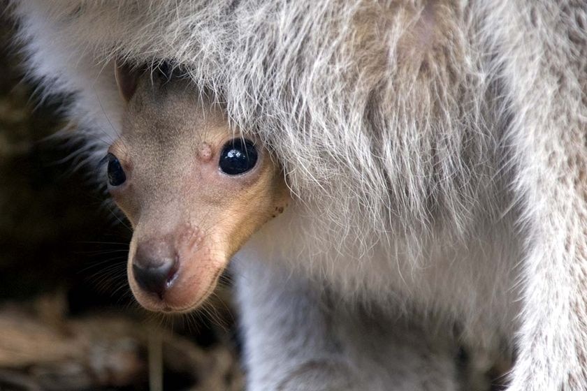 A joey's head pokes out of its mother's pouch.