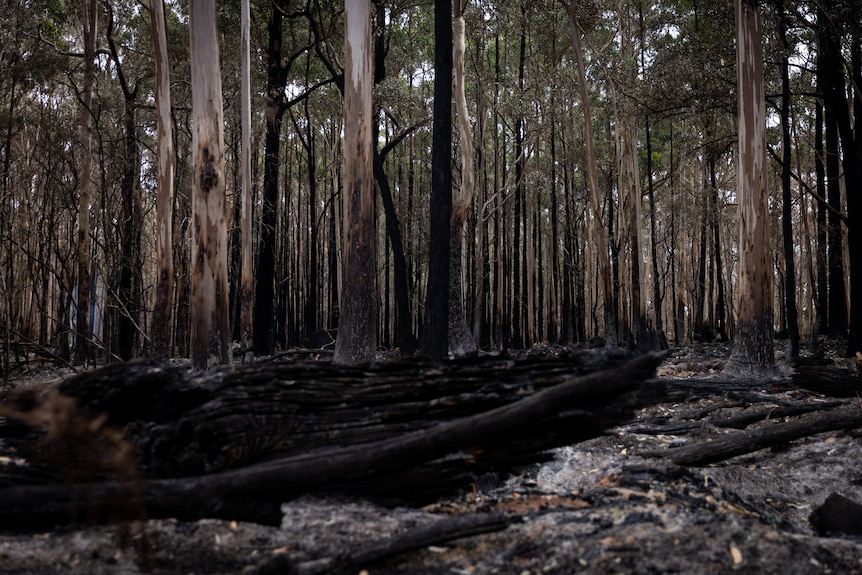 Rows of trees blackened and charred after a fire burnt through the area. 