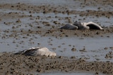 Two dead cranes lie on the ground at the Hula Lake conservation area in northern Israel.