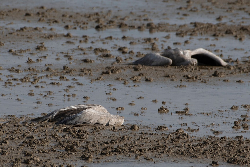 Two dead cranes lie on the ground at the Hula Lake conservation area in northern Israel.