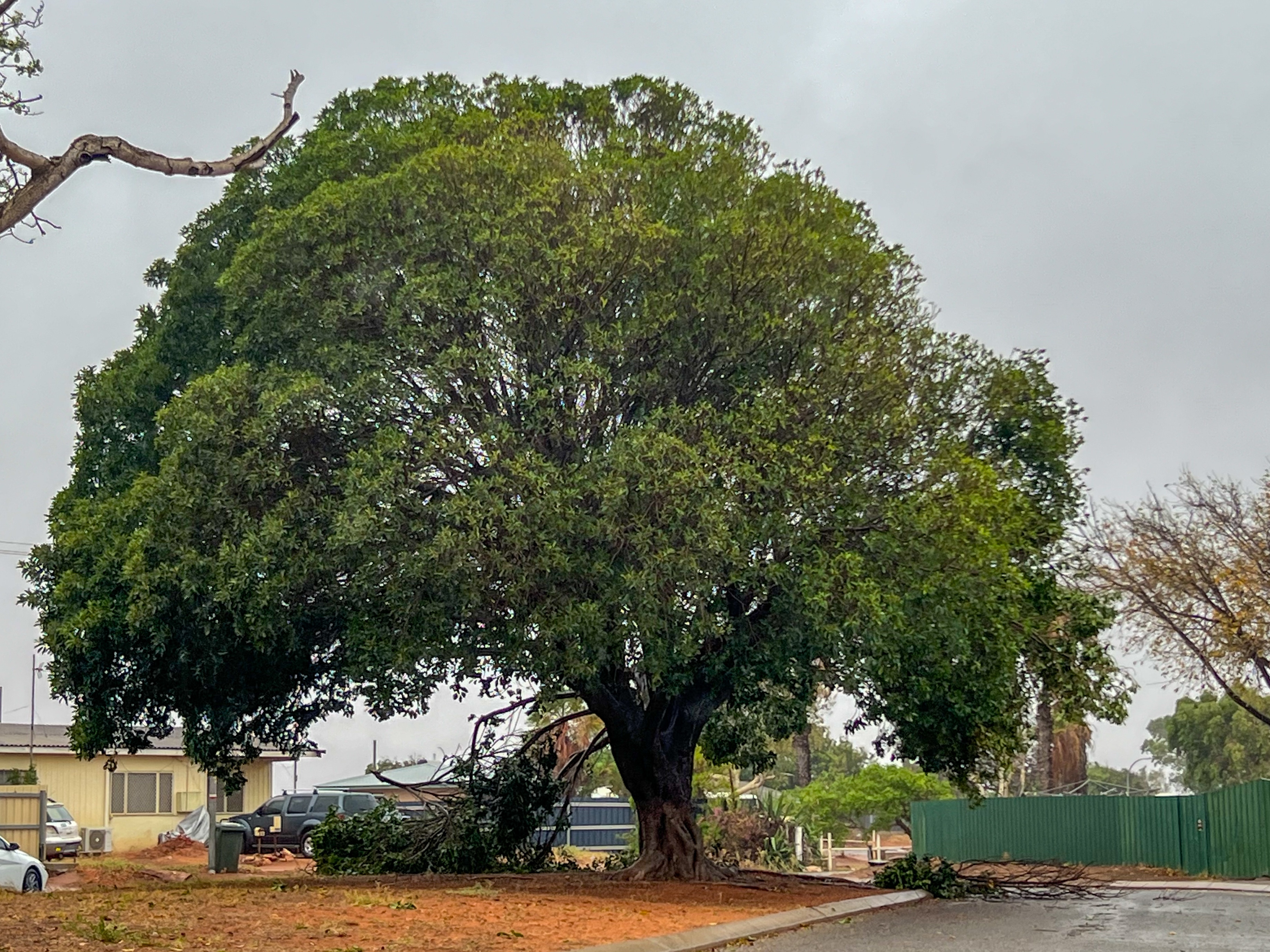 Un árbol grande con ramas dañadas.