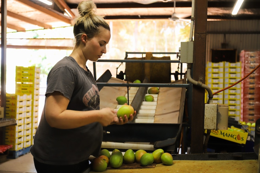 Bec McMullin packing mangoes