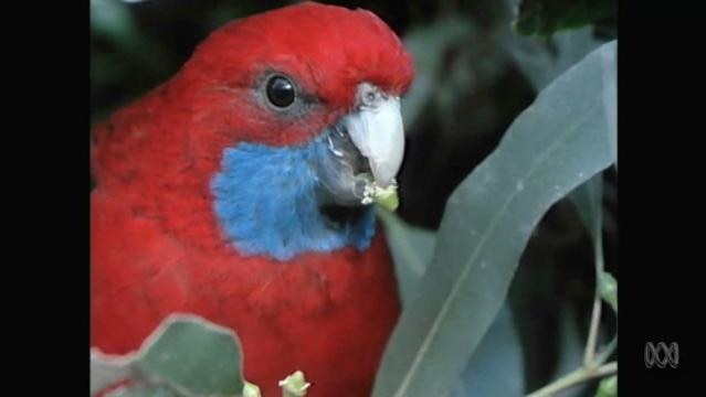 Parrot eats seeds in tree