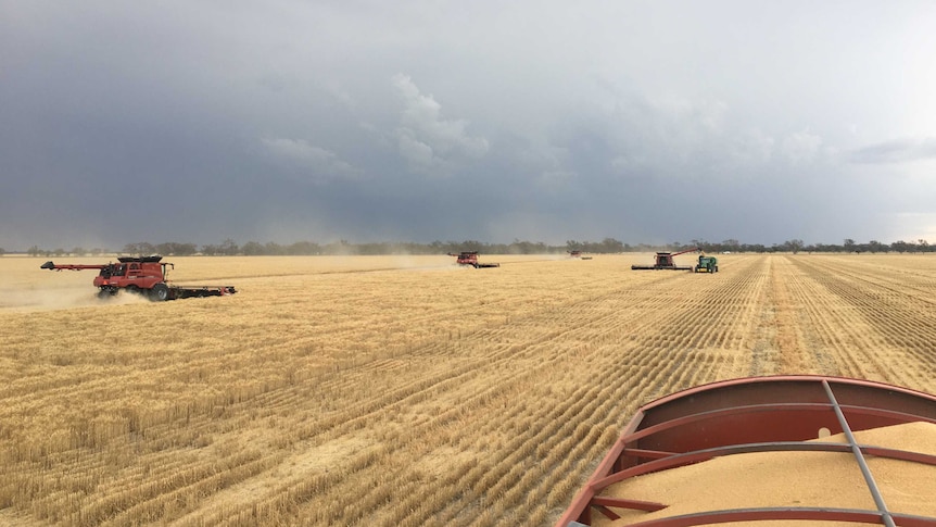 Four headers harvesting wheat near Mungindi with rain in the background.
