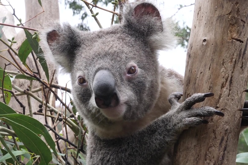 a koala holding a tree branch