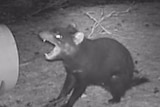 Tasmanian devil footage