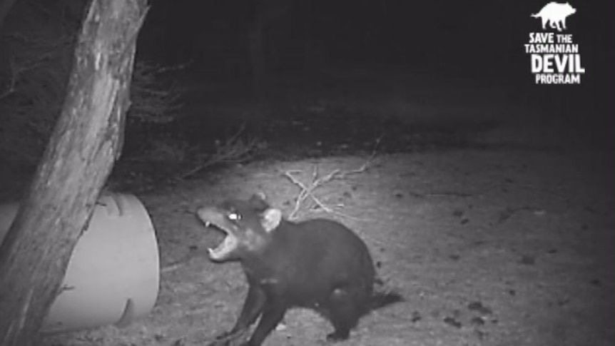 Tasmanian devil footage