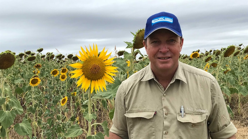 Sunflower grower Craig Smith