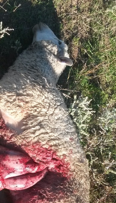 Graphic image depicting the horrible death suffered by a a sheep after a wild dog has completely disembowelled it