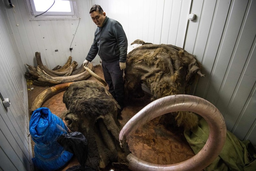 man standing near remains of woolly mammoth