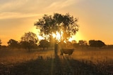 A single cow alone in a dry paddock under a tree while the sun sets