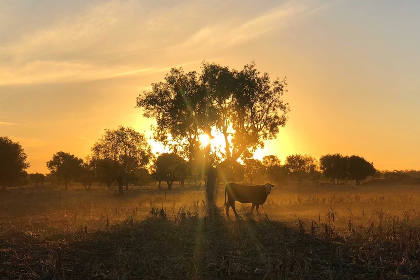 A single cow alone in a dry paddock under a tree while the sun sets